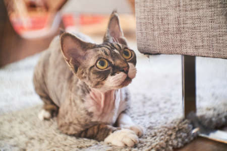 Photo of a Canadian sphinx in a cozy house