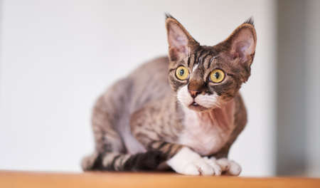 Photo of a Canadian sphinx in a cozy houseの写真素材