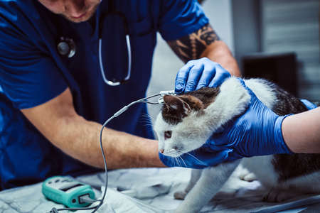 Cat on a medical examination at a veterinary clinic, measuring the blood pressureの写真素材