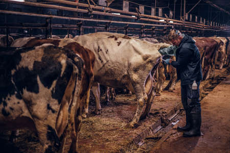A veterinarian makes the procedure of artificial insemination of a cow in a farmの写真素材