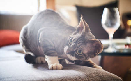 Hairless Sphinx posing on a camera sitting on a grey sofa