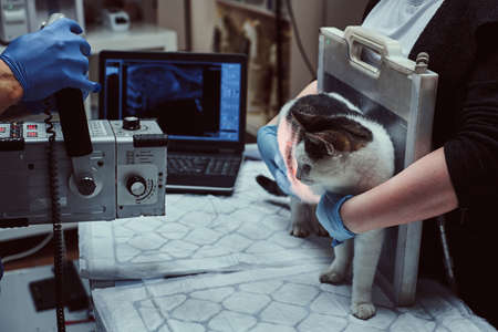 Veterinarians make x-ray sick cat on a table in a clinic.の写真素材