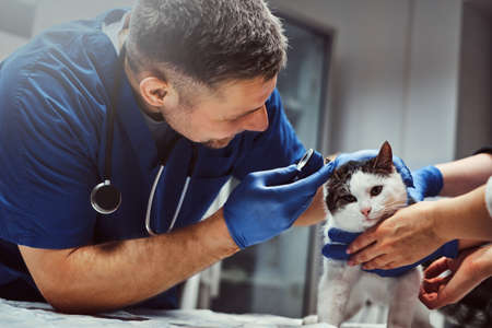 Veterinarian examining cat ear infection with an otoscope in a vet clinic.の写真素材