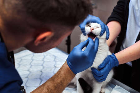 Veterinary examining cats teeth and mouth in a vet clinicの写真素材