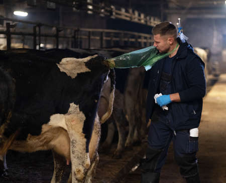 A veterinarian makes the procedure of artificial insemination of a cow in a farm