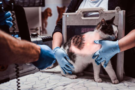 Veterinarians make x-ray sick cat on a table in a clinic.