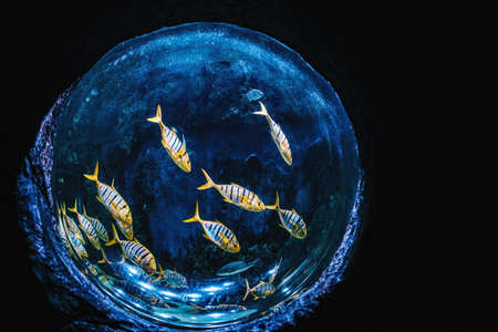 Beautiful aquarium of spherical shape with exotic fishesの写真素材