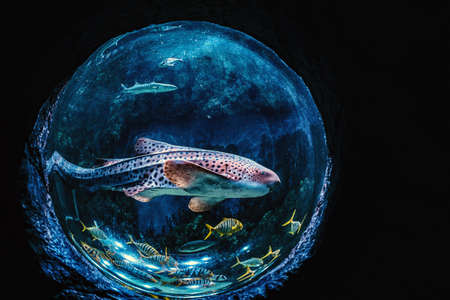 Beautiful aquarium of spherical shape with exotic fishesの写真素材