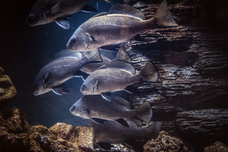 Group of fish underwater floating near the reef. Underwater world