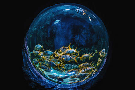 Beautiful aquarium of spherical shape with exotic fishes