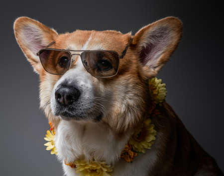 Funny welsh corgi pembroke dog in elegant black sunglasses posing on gray background.の写真素材