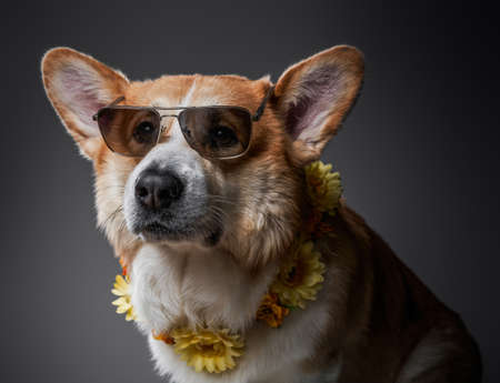 Funny seated welsh corgi dog wears sunglasses with flower wreath and looks up on black background.の写真素材