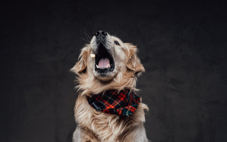 Scottish golden retriever with soft cream fur wearing a scarf