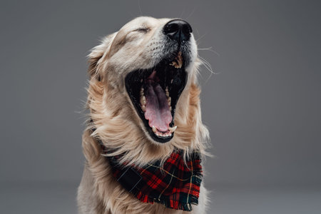 Sleepy carefree retriever with a neck scarf yawns in studio