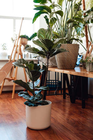 No people photo of a modern living room furnished with houseplantsの写真素材