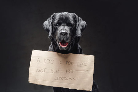 Black retriever and cartoon sign with a slogan concept in studio