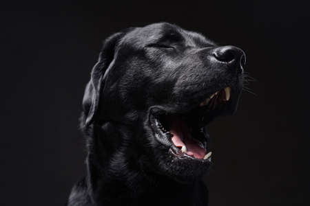 Front view of barking black retriever in dark backgroundの写真素材