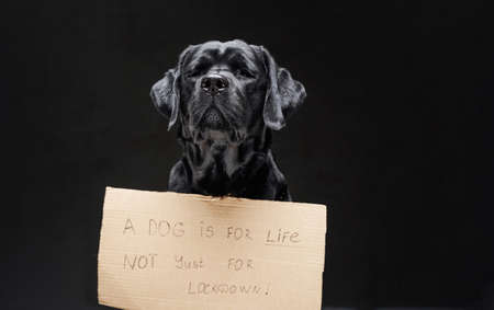 Black retriever dog with the sign on it in dark backgroundの写真素材