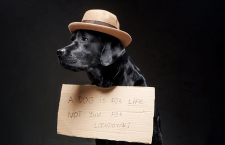 Silky and black retriever with a banner and beige hat in studioの写真素材