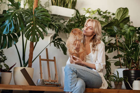 Friendly persian kitty and blond haired woman in living roomの写真素材