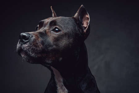 Studio head shot of purebred bullterier with dark brown fur against dark background.の写真素材