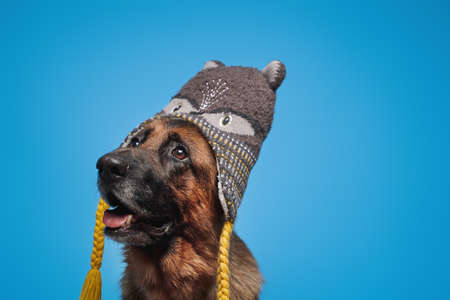 Funny german sheepdog with winter hat isolated on blueの写真素材