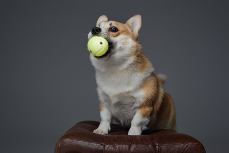 Doggy with tennis ball in mouth against gray backgroundの写真素材