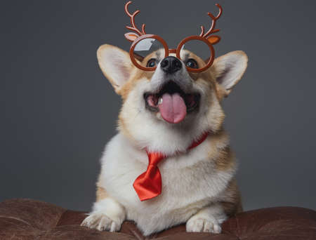 Joyful puppy with reindeer eyewear against gray backgroundの写真素材
