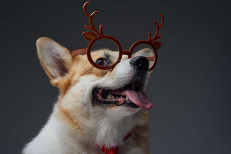 Joyful puppy with reindeer eyewear against gray backgroundの写真素材