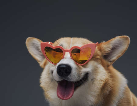 Happy fashion doggy with sunglasses against gray backgroundの写真素材