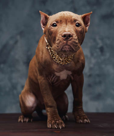 Portrait of brown bullterrier with chain against dark background