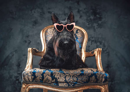 Stylish black dog sitting on golden luxurious armchairの写真素材