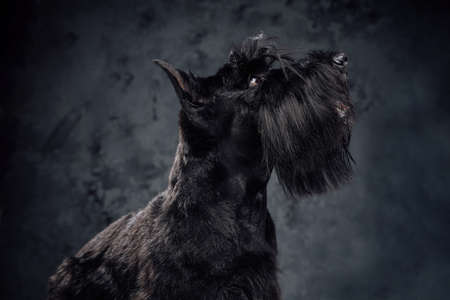 Fluffy canine animal scottish terrier breed against dark backgroundの写真素材