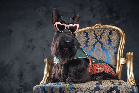 Stylish black dog sitting on golden luxurious armchairの写真素材