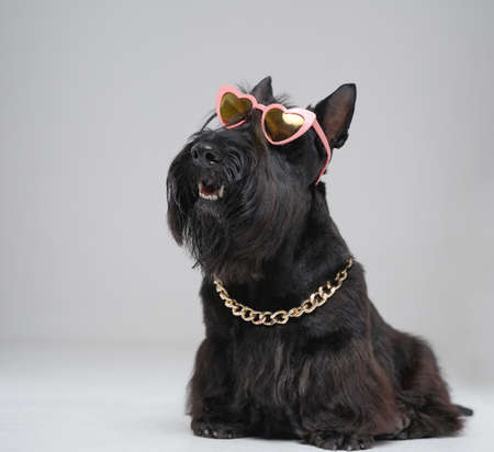 Stylish black scotch terrier dog with sunglasses and chainの写真素材