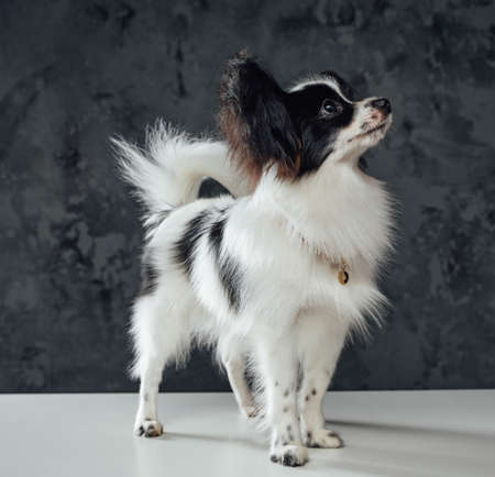 Miniature papillon dog with white black fur against dark backgroundの写真素材