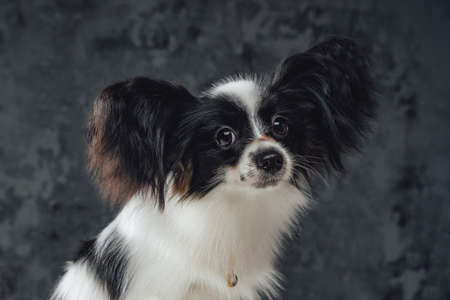 Headshot of purebred papillon puppy with black white furの写真素材