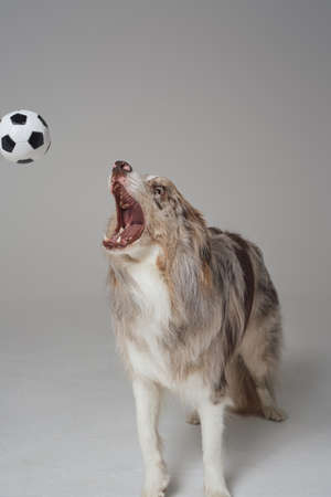 Playful beige border collie dog playing with soccer ballの写真素材