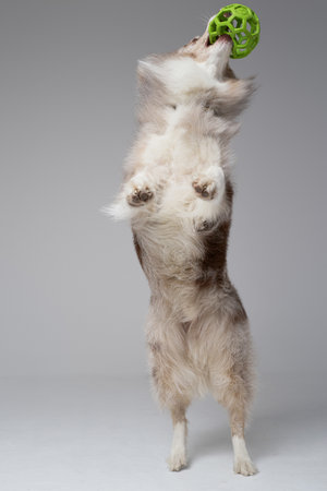 Energetic england shepherd playing with ball inside studioの写真素材