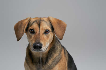 Shot of brown furred doggy against gray background