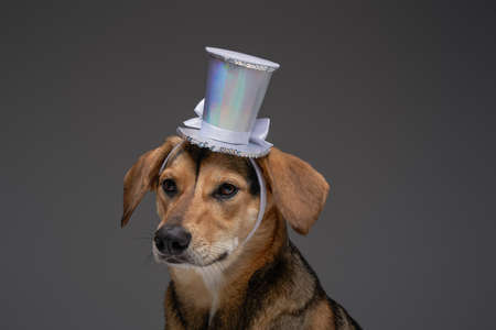 Funny pedigreed dog with top hat against gray backgroundの写真素材