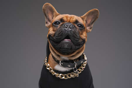 Joyful bulldog dressed in black sweater against gray backgroundの写真素材
