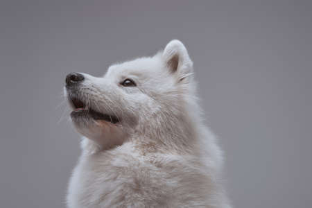 Purebred russian samoyed doggy with fluffy white furの写真素材
