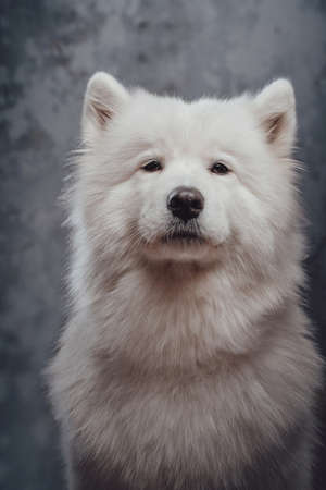 Pedigreed siberian samoyed dog against dark studio backgroundの写真素材