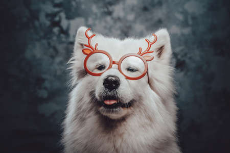 Samoyed doggy with reindeer glasses against dark backgroundの写真素材