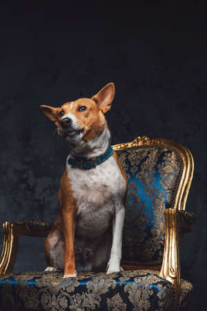 Purebred basenji canine animal sitting on luxurious armchairの写真素材