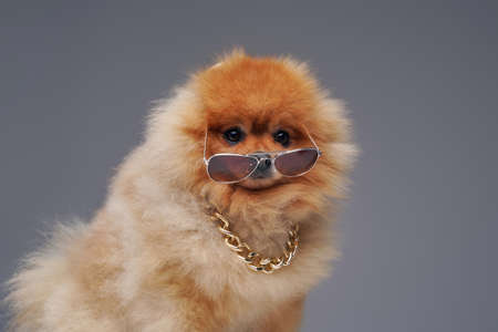 Peach pomeranian spitz dog with chain and sunglassesの写真素材