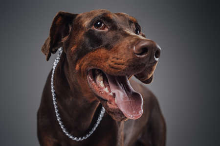 Adorable doberman dog with dark brown fur and silver collarの写真素材