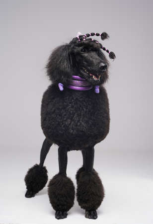 Black furry purebred poodle dog with stylish hairstyleの写真素材