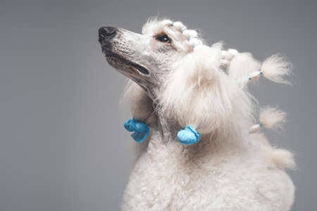 Headshot of pure white poodle dog against gray backgroundの写真素材